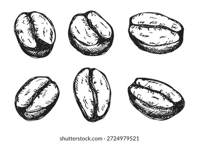 Set of hand drawn fresh roasted coffee bean Arabica robusta seed doodle Single element for design print packaging label decor