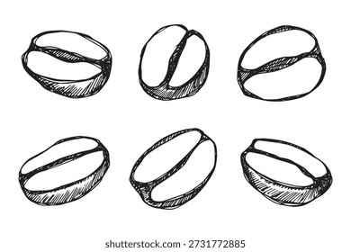 Conjunto de grano de café tostado fresco dibujado a mano Arabica robusta semilla doodle Elemento único para diseño de impresión de embalaje etiqueta decoración