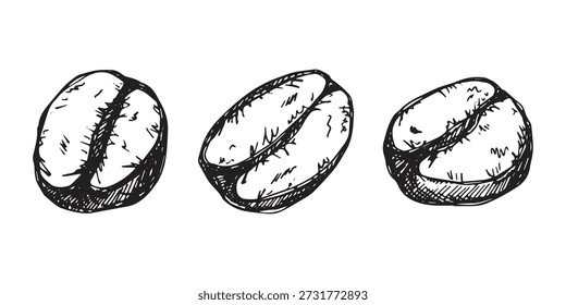 Conjunto de grano de café tostado fresco dibujado a mano Arabica robusta semilla doodle Elemento único para diseño de impresión de embalaje etiqueta decoración