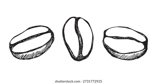 Conjunto de grano de café tostado fresco dibujado a mano Arabica robusta semilla doodle Elemento único para diseño de impresión de embalaje etiqueta decoración