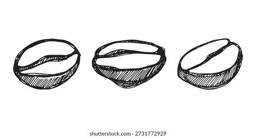 Conjunto de grano de café tostado fresco dibujado a mano Arabica robusta semilla doodle Elemento único para diseño de impresión de embalaje etiqueta decoración