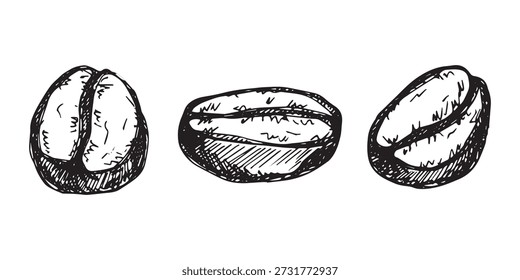 Conjunto de grano de café tostado fresco dibujado a mano Arabica robusta semilla doodle Elemento único para diseño de impresión de embalaje etiqueta decoración