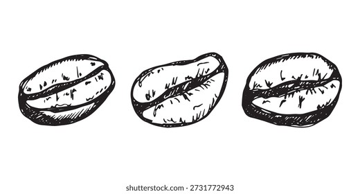 Conjunto de grano de café tostado fresco dibujado a mano Arabica robusta semilla doodle Elemento único para diseño de impresión de embalaje etiqueta decoración