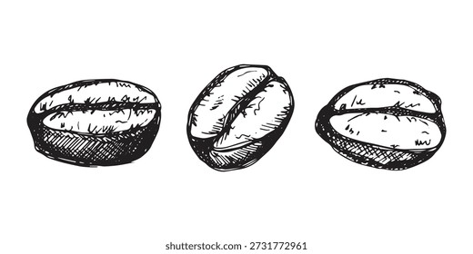 Conjunto de grano de café tostado fresco dibujado a mano Arabica robusta semilla doodle Elemento único para diseño de impresión de embalaje etiqueta decoración