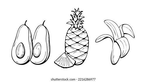 set of hand drawn fruits. Botanical drawing of tropical fruits banana, pineapple, avocado. Vector illustration.