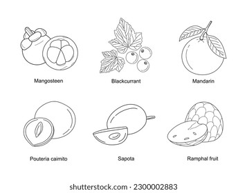 Set of hand drawn fruits. Line healthy fruits of Mangosteen, Blackcurrant, Mandarin, Pouteria caimito, Sapota, Ramphal. Line art organic fruits isolated on white background. Vector illustration