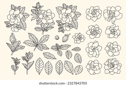 set of hand drawn Gardenia, Gardenia Augusta, bud and bloom flower, leaf, branch, flower head, line work,black 