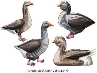 Set of hand drawn Geese The breed of Toulouse goose