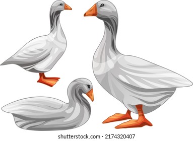 Set of hand drawn geese The breed of Steinbacher goose