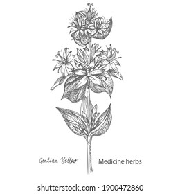 Set hand drawn of Gentian yellow, lives and flowers in black color isolated on white background. Retro vintage graphic design. Botanical sketch drawing, engraving style. Vector illustration.