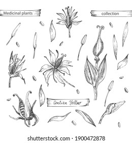 Set hand drawn of Gentian yellow, lives and flowers in black color isolated on white background. Retro vintage graphic design. Botanical sketch drawing, engraving style. Vector illustration.