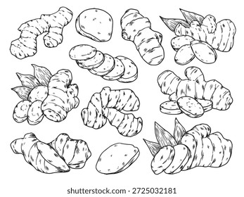 Set handgezeichnete Ingwer Kräuterkontur Zeichnung Illustration