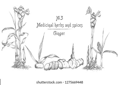 Set hand drawn of Ginger roots, lives and flowers in black color isolated on white background. Retro vintage graphic design. botanical sketch drawing, engraving style. Vector illustration.