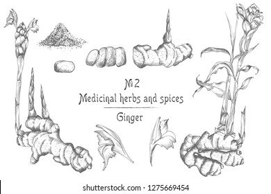 Set hand drawn of Ginger roots, lives and flowers in black color isolated on white background. Retro vintage graphic design. botanical sketch drawing, engraving style. Vector illustration.