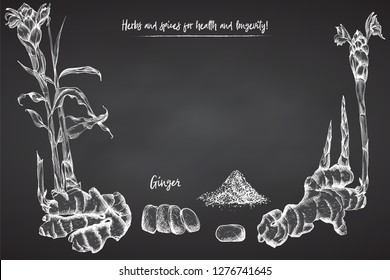Set hand drawn of Ginger roots, lives and flowers in white chalk color isolated on black board background. Retro vintage graphic design. botanical sketch drawing, engraving style. Vector illustration.