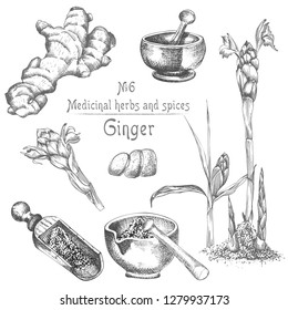 Set hand drawn of Ginger roots, lives and flowers in black color isolated on white. Bottle, mortar, pestle Retro vintage graphic design. botanical sketch drawing, engraving style. Vector illustration.