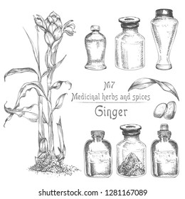 Set hand drawn of Ginger roots, lives and flowers in black color isolated on white. Bottle, mortar, pestle Retro vintage graphic design. botanical sketch drawing, engraving style. Vector illustration.