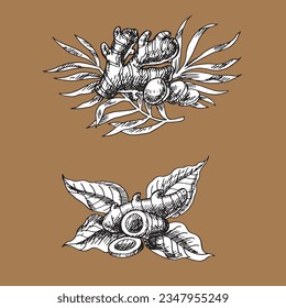 set of hand drawn ginger and turmenic collection. Sketch of root. cut of pieces . Isolated object on transparent background . monocrome drawing. Herb for food and medical