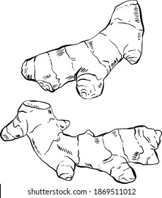 Set of Hand drawn Gingers, Vector Illustrations in black and white