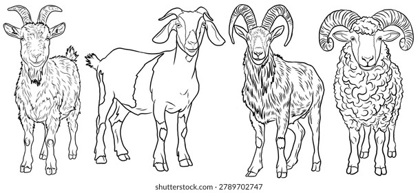 Set of hand drawn goat and sheep illustrations. Farm animals collection. Goat, ram, and sheep line art icons. Domestic cattle sketches. Capra hircus and Ovis aries vector illustration.