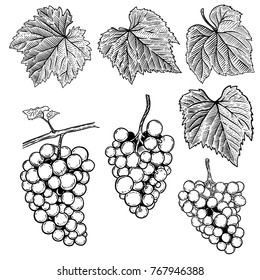 Set of hand drawn grape illustrations. Design elements for poster, banner, menu. Vector illustration