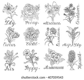 Set of hand drawn graphic flowers - lily, peony, narcissus, violet, crocus, poppy. Line art engraved vector illustrations isolated on white. Doodle drawing and sketch with calligraphic lettering. 