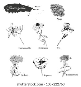 Set with hand drawn graphic  sketch with summer flowers for flower garden.Vector illustration.