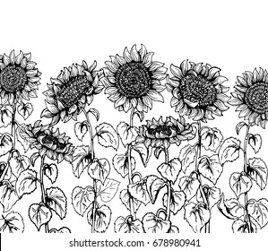 Set of hand drawn Graphic sunflower vintage sketch line