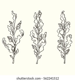 Set of hand drawn graphic vector leaves