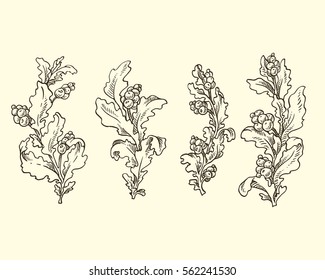 Set of hand drawn graphic vector leaves