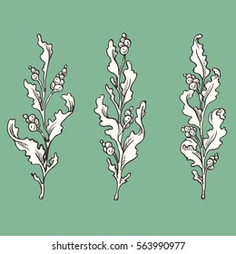 Set of hand drawn graphic vector leaves