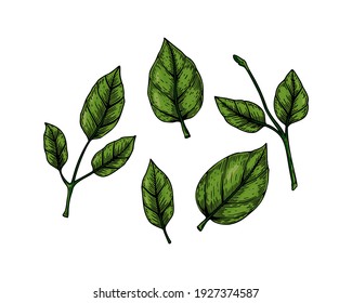 Set of hand drawn green branches and leaves isolated on white background. Vector illustration in colored sketch style