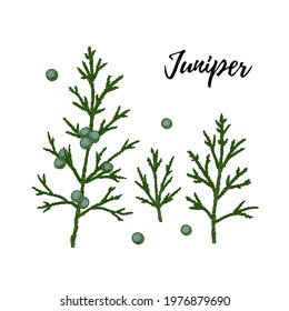 Set of hand drawn green juniper branch with berries isolated on white background. Vector illustration in sketch style