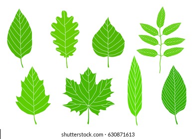 20,179 Plane tree leaf Images, Stock Photos & Vectors | Shutterstock