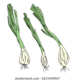 Set of Hand Drawn Green Onions, Colorful Vector Scallion Illustrations Isolated on White