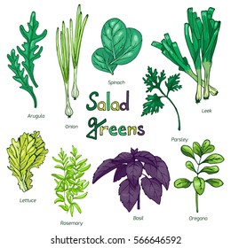 Set of hand drawn greens for salad. Food herbal collection. Vector illustration. Cartoon style.