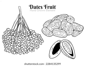 Juego de citas dibujadas a mano Las fechas, las semillas de fecha y el montón de dátiles. con un fondo blanco adecuado para los diseños de embalajes, plantillas y otros diseños