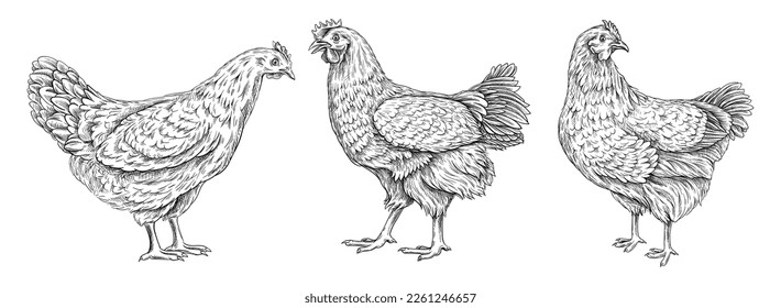 Set of hand drawn hens and roosters. Simple sketches of farm birds for chicken meat and egg production. Design elements for logo or badge. Cartoon flat vector collection isolated on white background