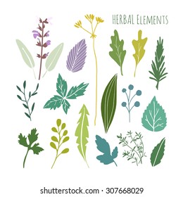 Set of hand drawn herbal graphic elements. leaves, vector illustration, isolated objects, flat design 