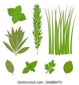 Set of hand drawn herbs.