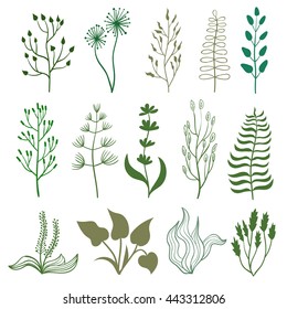 Set of hand drawn herbs. Doodle branches isolated on white. Collection of herbal graphic elements, leaves and flowers. Vector illustration. 