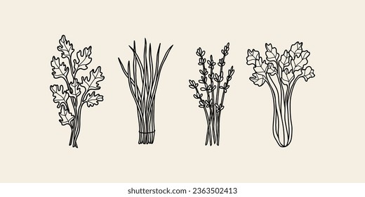 Set of hand drawn herbs and spices. Chervil, chives, lavender, celery svg