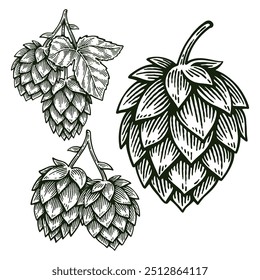 Conjunto de Salto desenhado à mão, Humulus Lupulus Line Art Engraving Style Vetor Illustration Collection