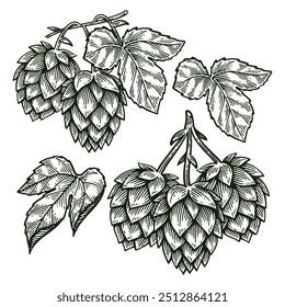 Conjunto de Salto desenhado à mão, Humulus Lupulus Line Art Engraving Style Vetor Illustration Collection