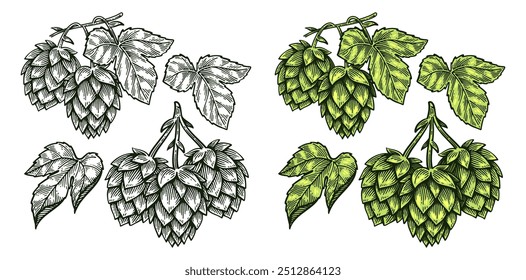 Conjunto de Salto desenhado à mão, Humulus Lupulus Line Art Engraving Style Vetor Illustration Collection