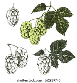 Set of hand drawn hop plant - vector illustration