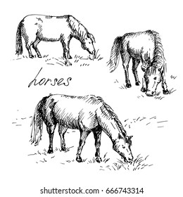 Set of hand drawn horses. Horses eating grass. Sketch, vector illustration.