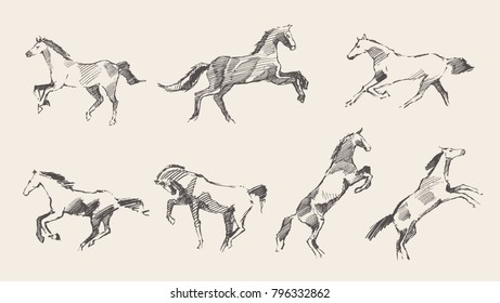 Set of hand drawn horses, vector illustration, sketch