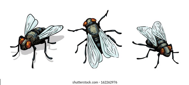 Set Of Hand Drawn House Fly, Vector Illustration