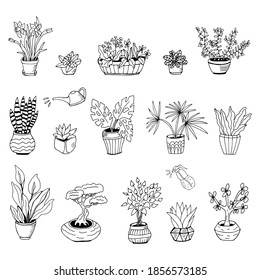 Set of hand drawn house plants in pots. Big set cute of hand drawn house plants in pots including cactus, dracena, aloe and others, and garden tools. Vector collection of doodle plants.